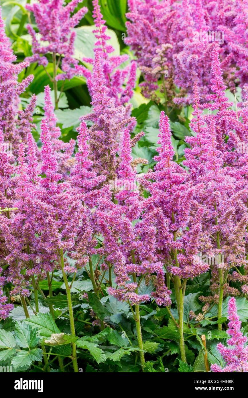 G228 Astilbe Chinensis Visions - View 12 from www redcrocus com