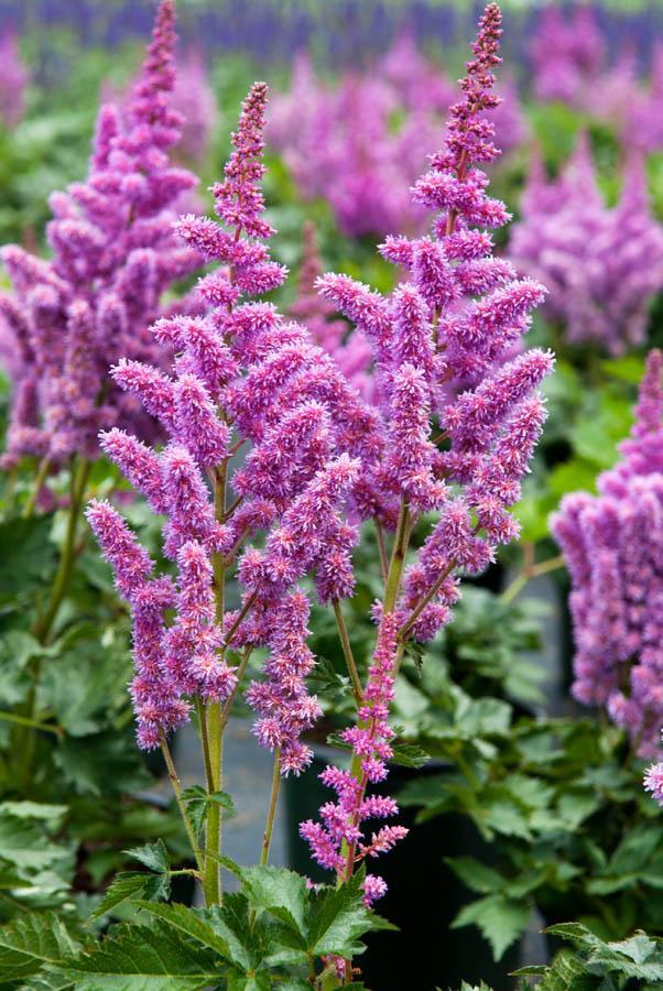 G228 Astilbe Chinensis Visions - View 13 from www redcrocus com