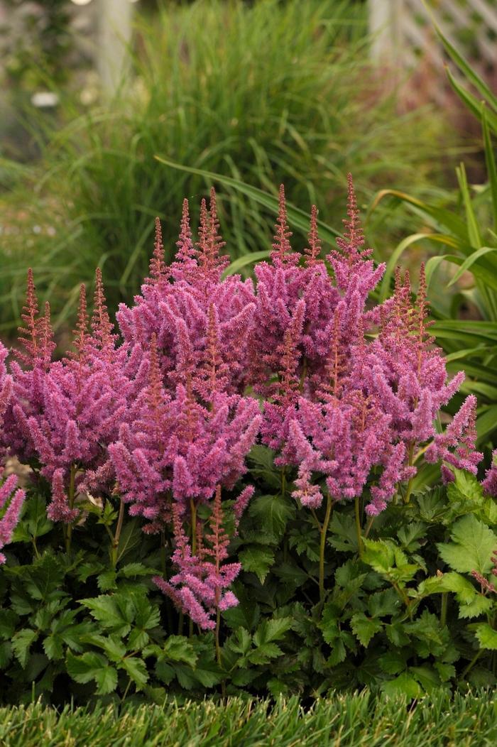G228 Astilbe Chinensis Visions - View 14 from www redcrocus com