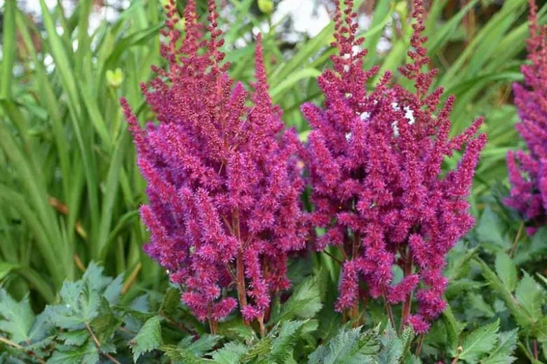 G228 Astilbe Chinensis Visions - View 15 from www redcrocus com