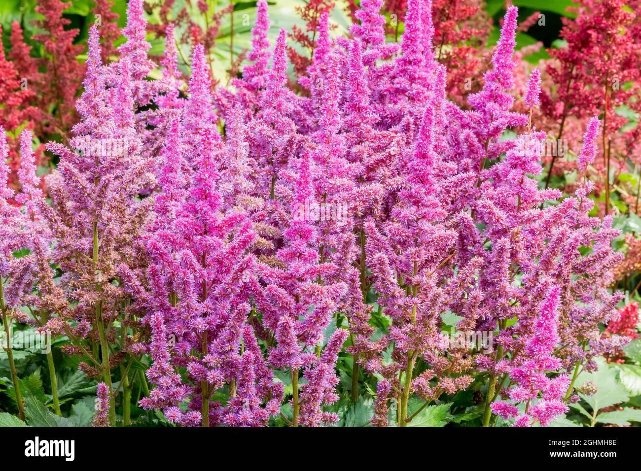 G228 Astilbe Chinensis Visions - View 16 from www redcrocus com