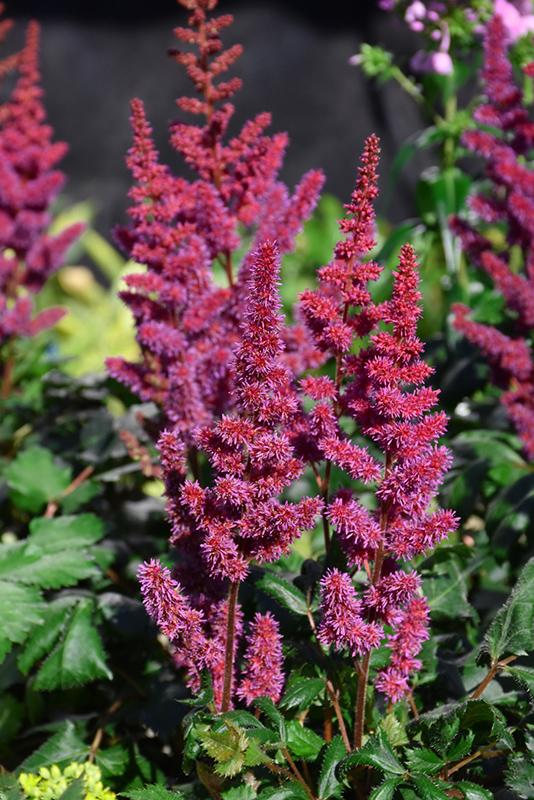 G228 Astilbe Chinensis Visions - View 17 from www redcrocus com