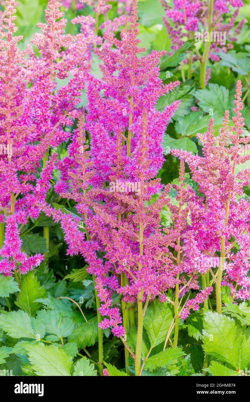 G228 Astilbe Chinensis Visions - View 18 from www redcrocus com
