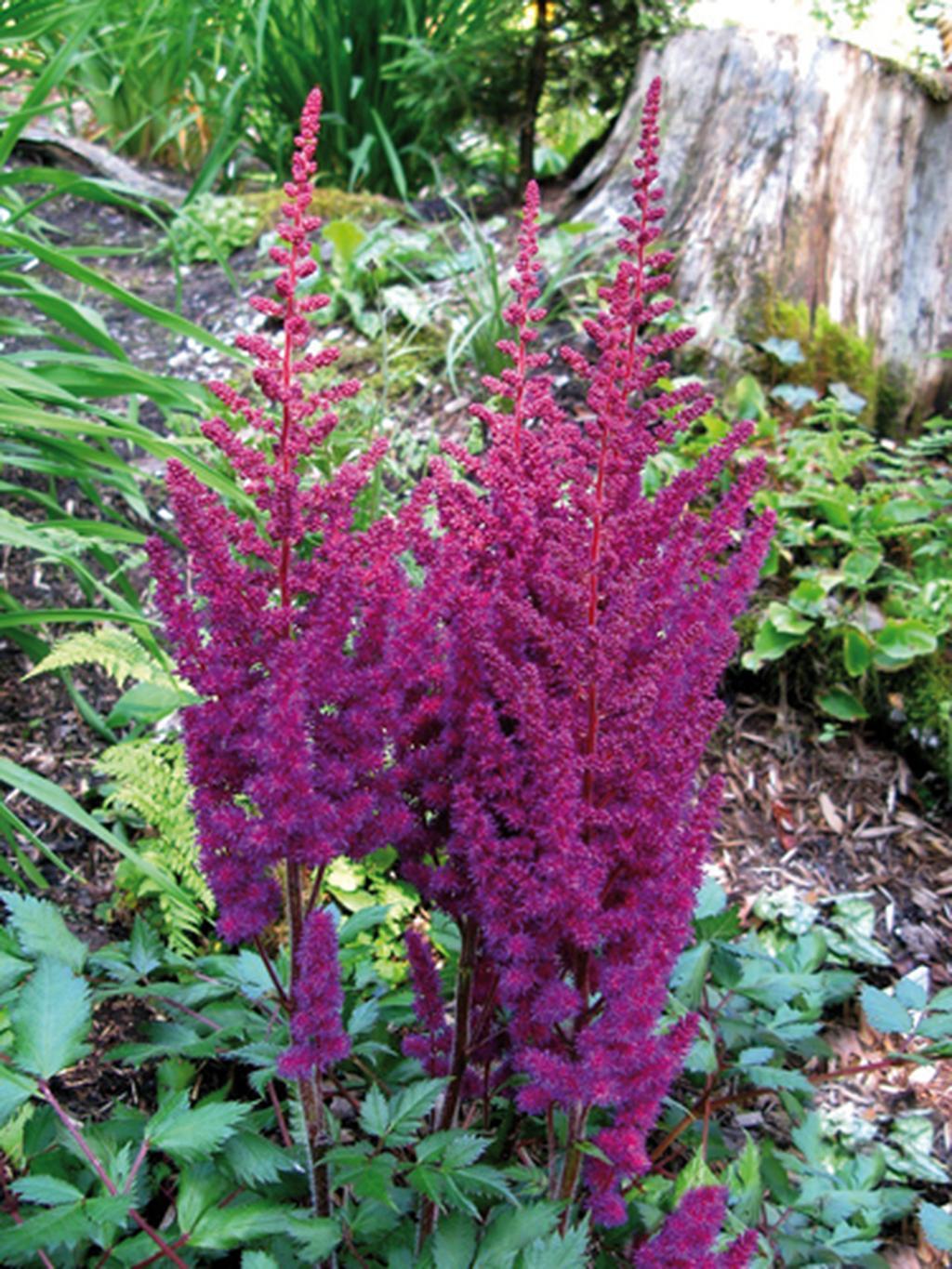 G228 Astilbe Chinensis Visions - View 19 from www redcrocus com