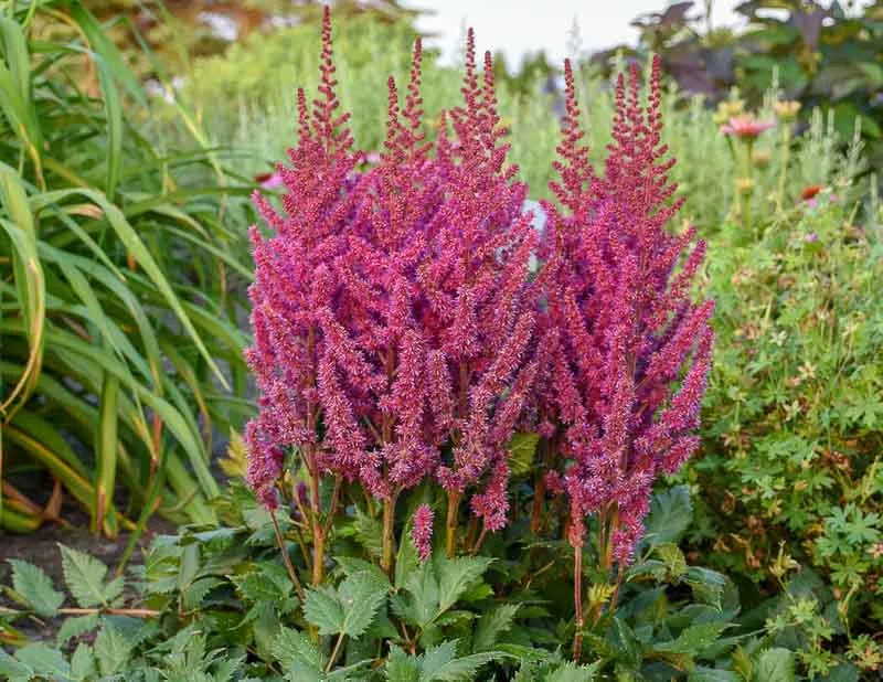 G228 Astilbe Chinensis Visions - View 1 from www redcrocus com