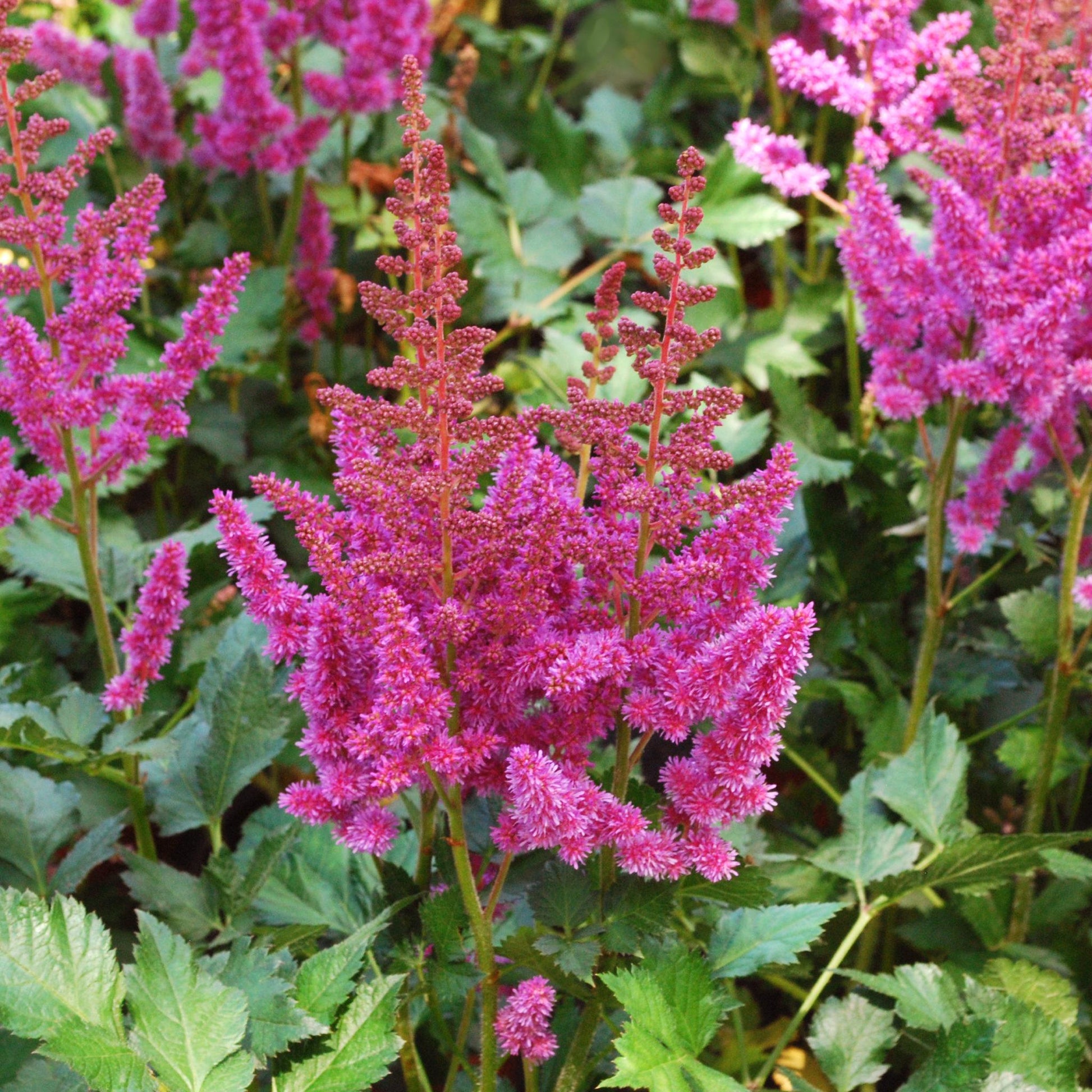 G228 Astilbe Chinensis Visions - View 2 from www redcrocus com