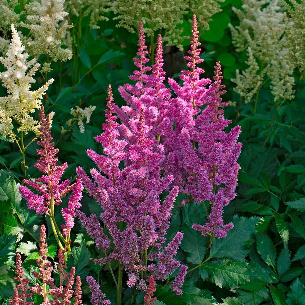 G228 Astilbe Chinensis Visions - View 3 from www redcrocus com
