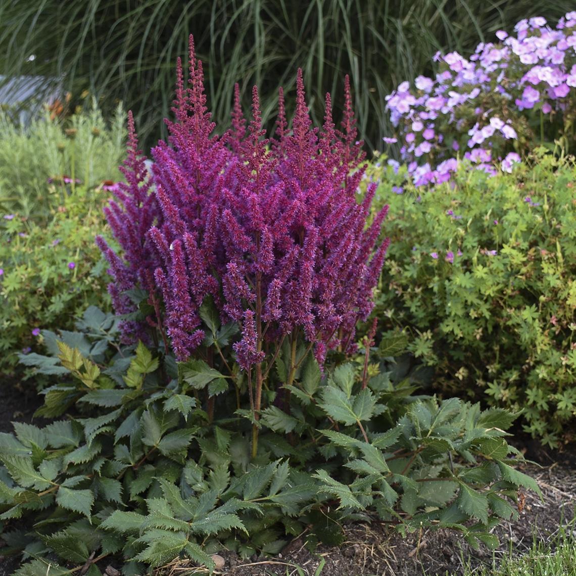 G228 Astilbe Chinensis Visions - View 4 from www redcrocus com