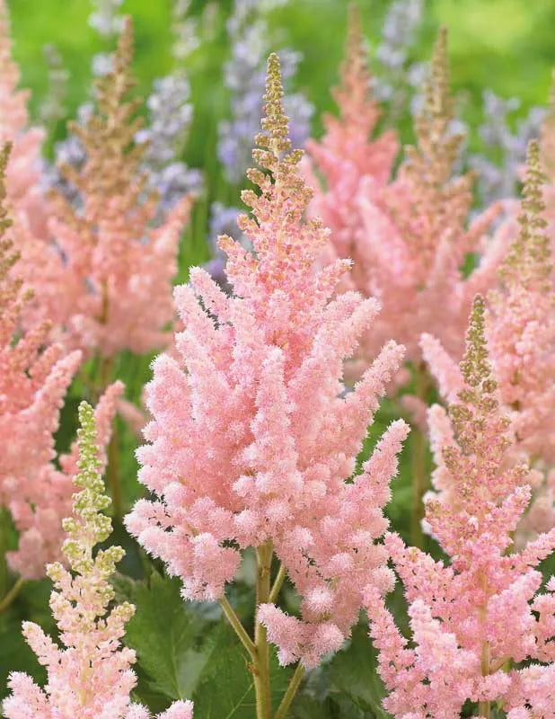 G228 Astilbe Chinensis Visions - View 6 from www redcrocus com