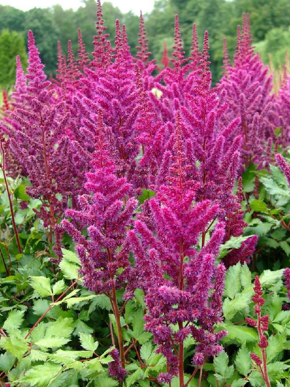 G228 Astilbe Chinensis Visions - View 7 from www redcrocus com