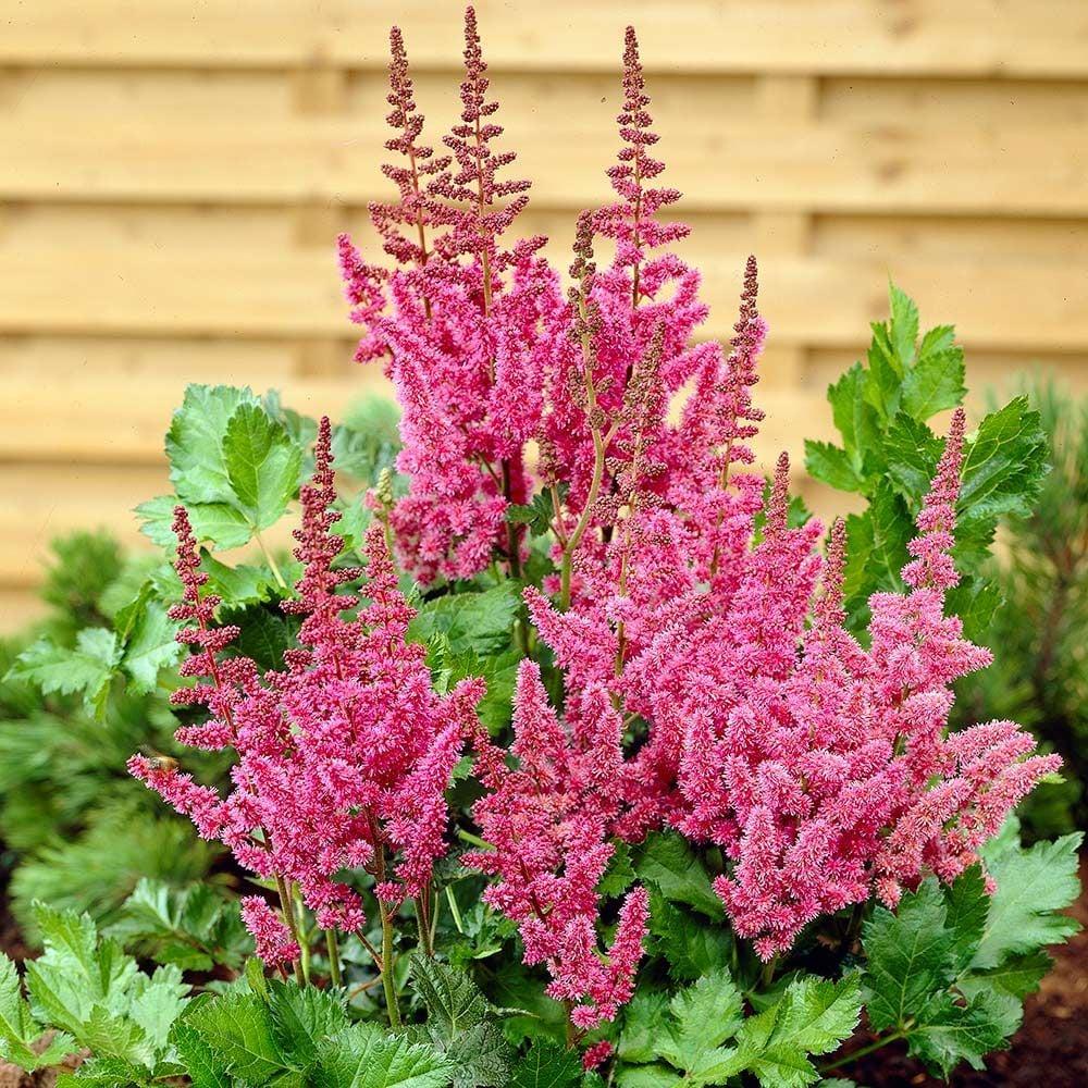 G228 Astilbe Chinensis Visions - View 8 from www redcrocus com