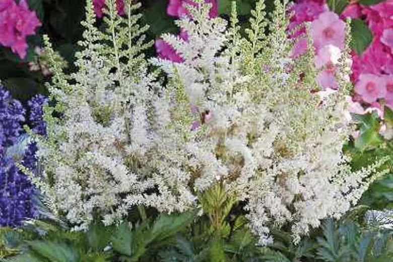 G228 Astilbe Chinensis Visions - View 9 from www redcrocus com