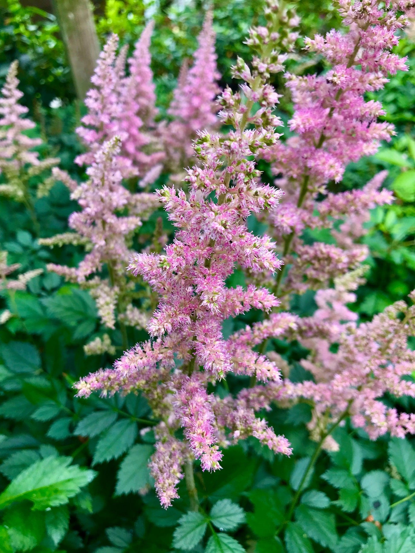 G2307 Astilbe Chinensis 'visions' - View 10 from www redcrocus com