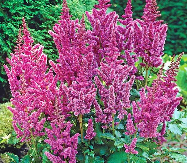 G2307 Astilbe Chinensis 'visions' - View 12 from www redcrocus com