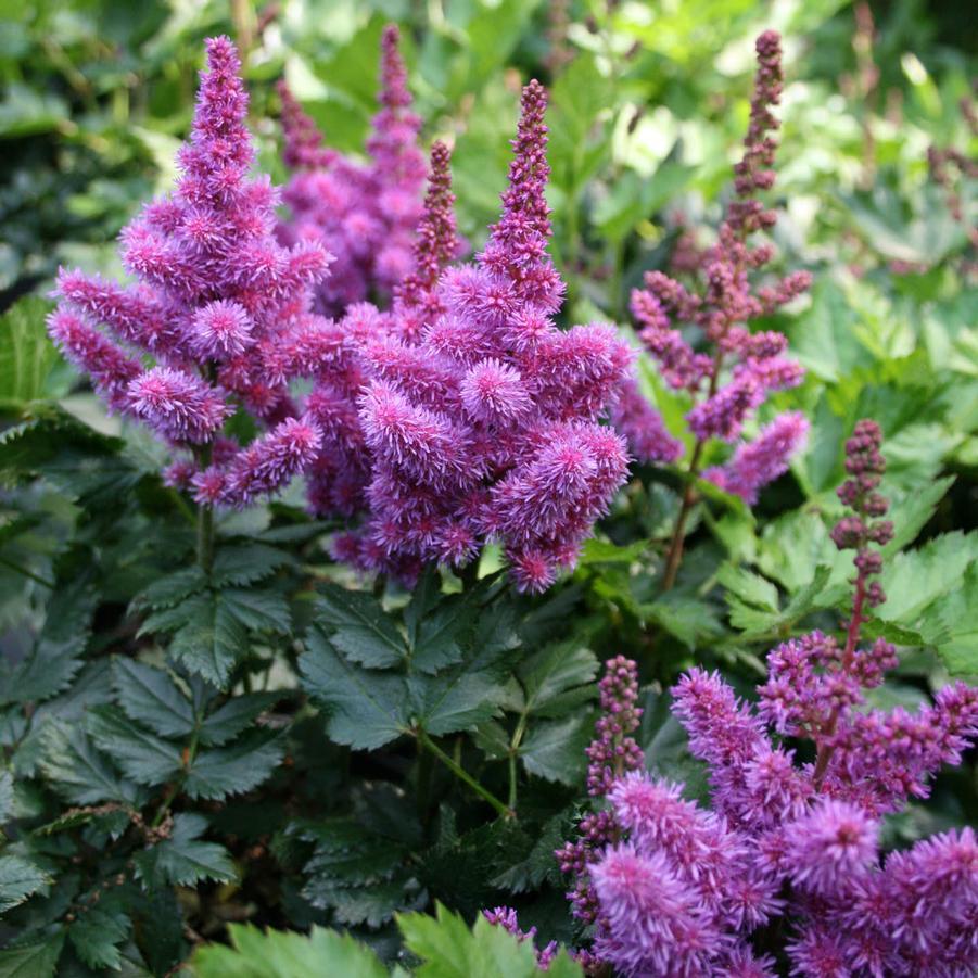 G2307 Astilbe Chinensis 'visions' - View 14 from www redcrocus com