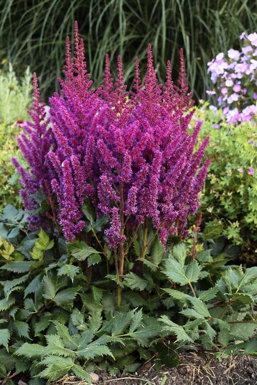 G2307 Astilbe Chinensis 'visions' - View 15 from www redcrocus com