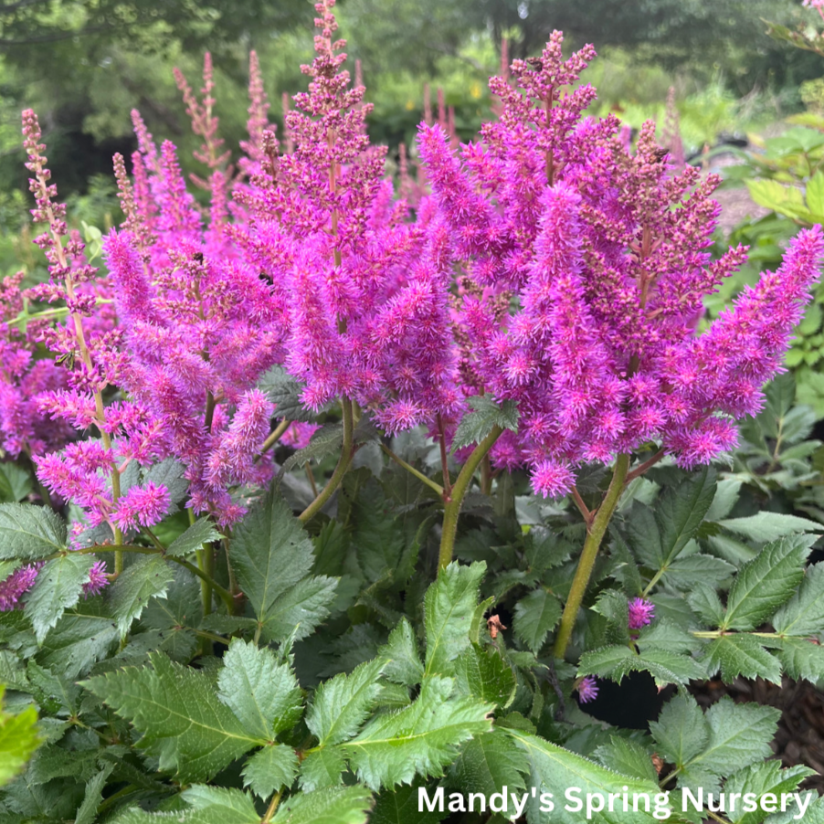 G2307 Astilbe Chinensis 'visions' - View 18 from www redcrocus com
