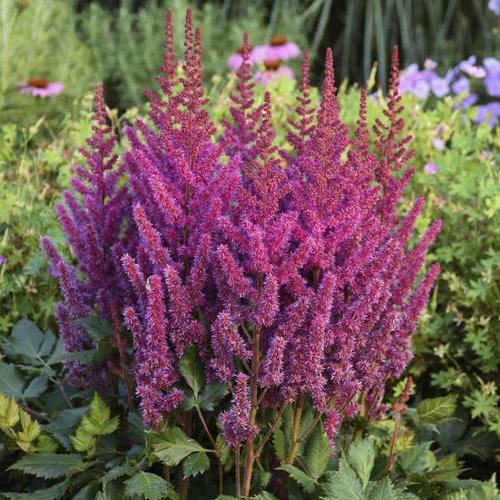 G2307 Astilbe Chinensis 'visions' - View 1 from www redcrocus com