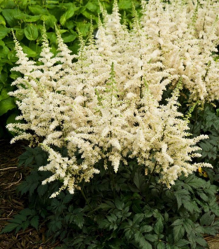 G2307 Astilbe Chinensis 'visions' - View 20 from www redcrocus com