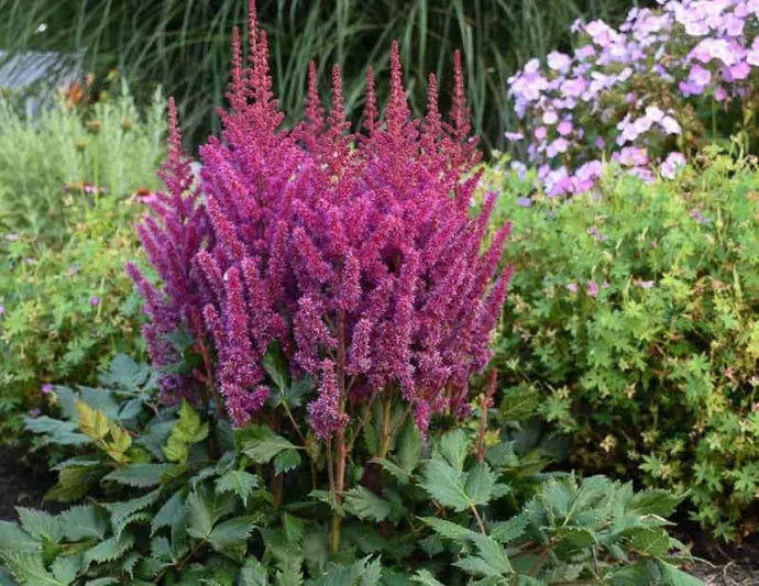G2307 Astilbe Chinensis 'visions' - View 21 from www redcrocus com