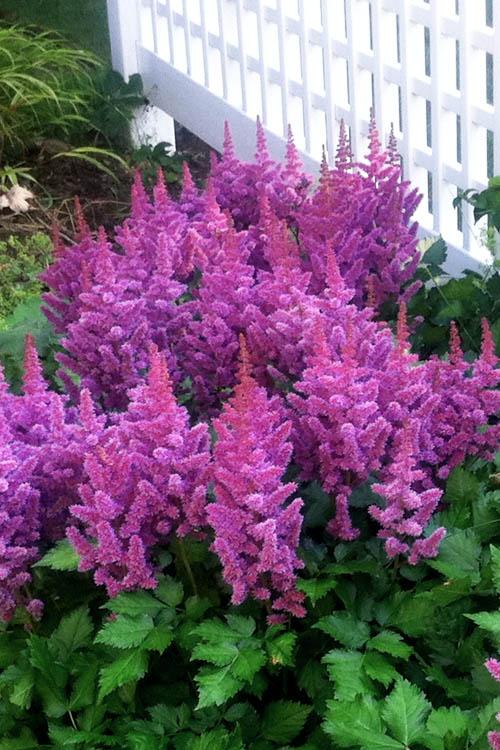 G2307 Astilbe Chinensis 'visions' - View 24 from www redcrocus com