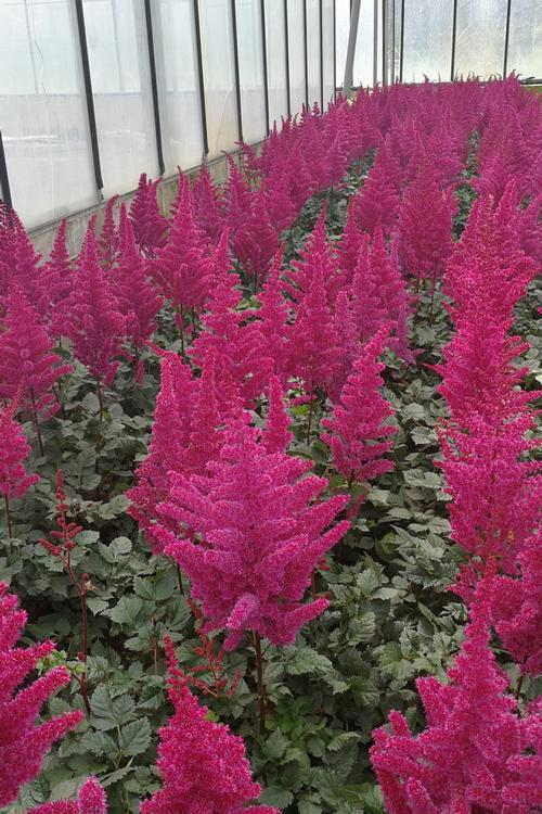 G2307 Astilbe Chinensis 'visions' - View 26 from www redcrocus com