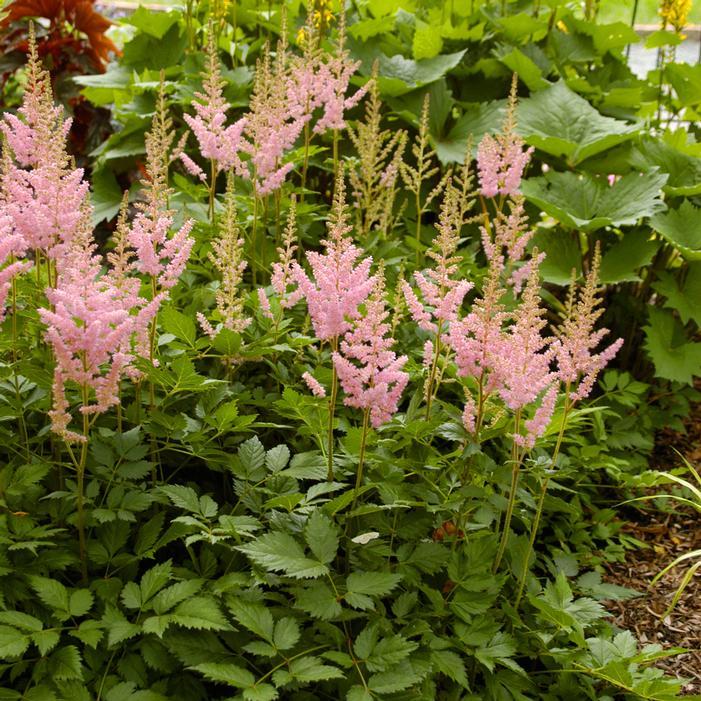 G2307 Astilbe Chinensis 'visions' - View 28 from www redcrocus com