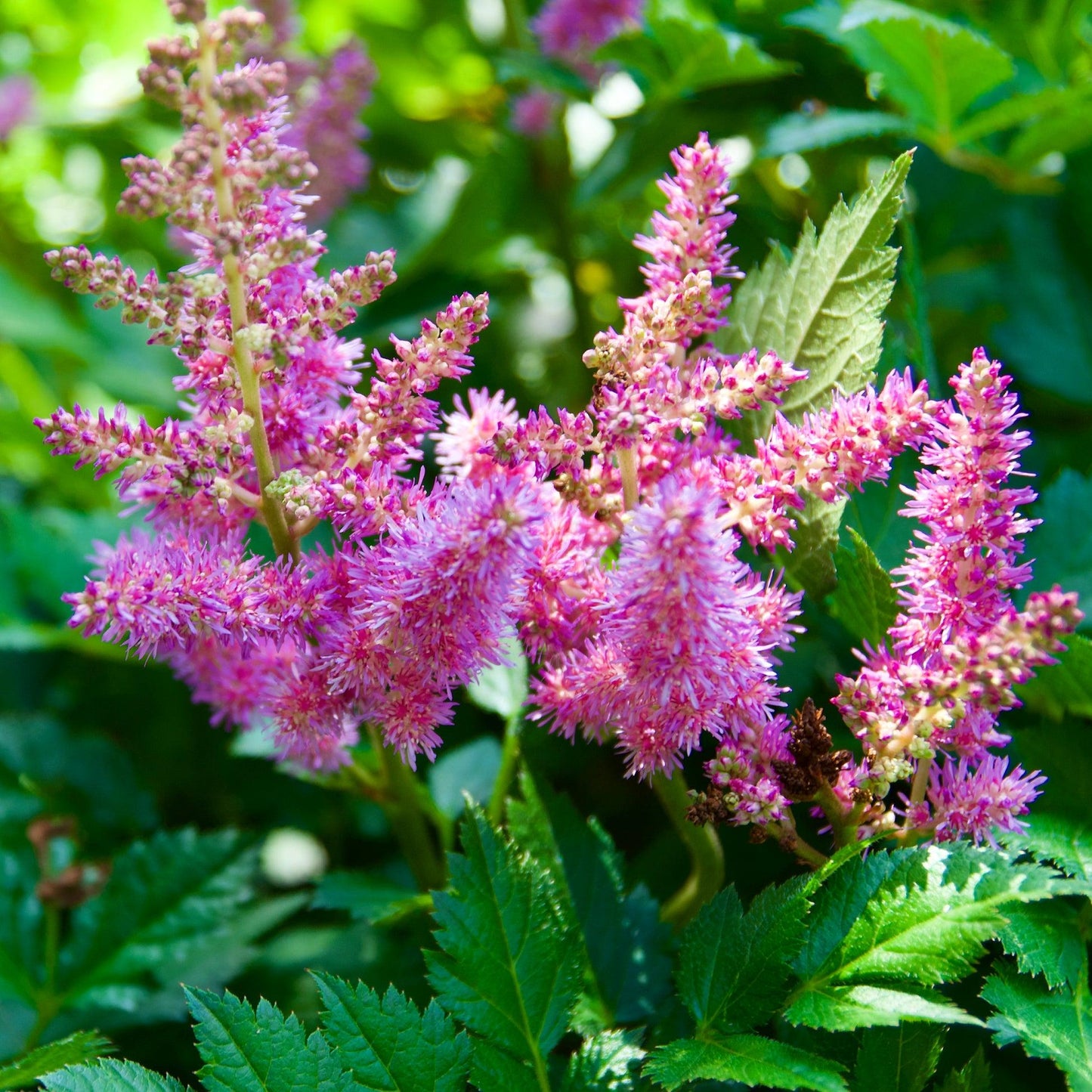 G2307 Astilbe Chinensis 'visions' - View 29 from www redcrocus com