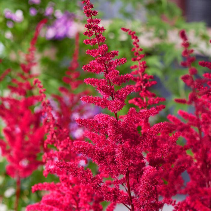 G2307 Astilbe Chinensis 'visions' - View 30 from www redcrocus com