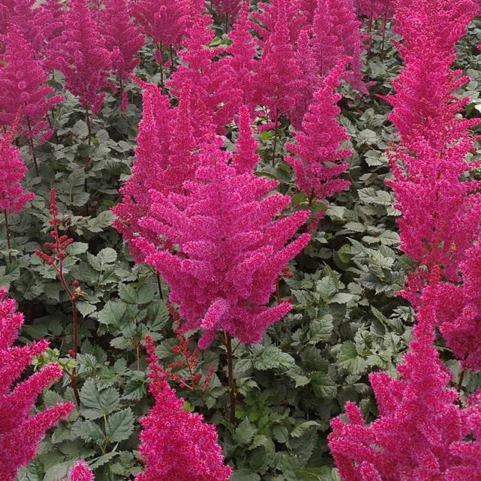 G2307 Astilbe Chinensis 'visions' - View 32 from www redcrocus com