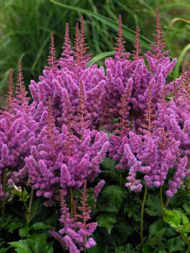 G2307 Astilbe Chinensis 'visions' - View 33 from www redcrocus com