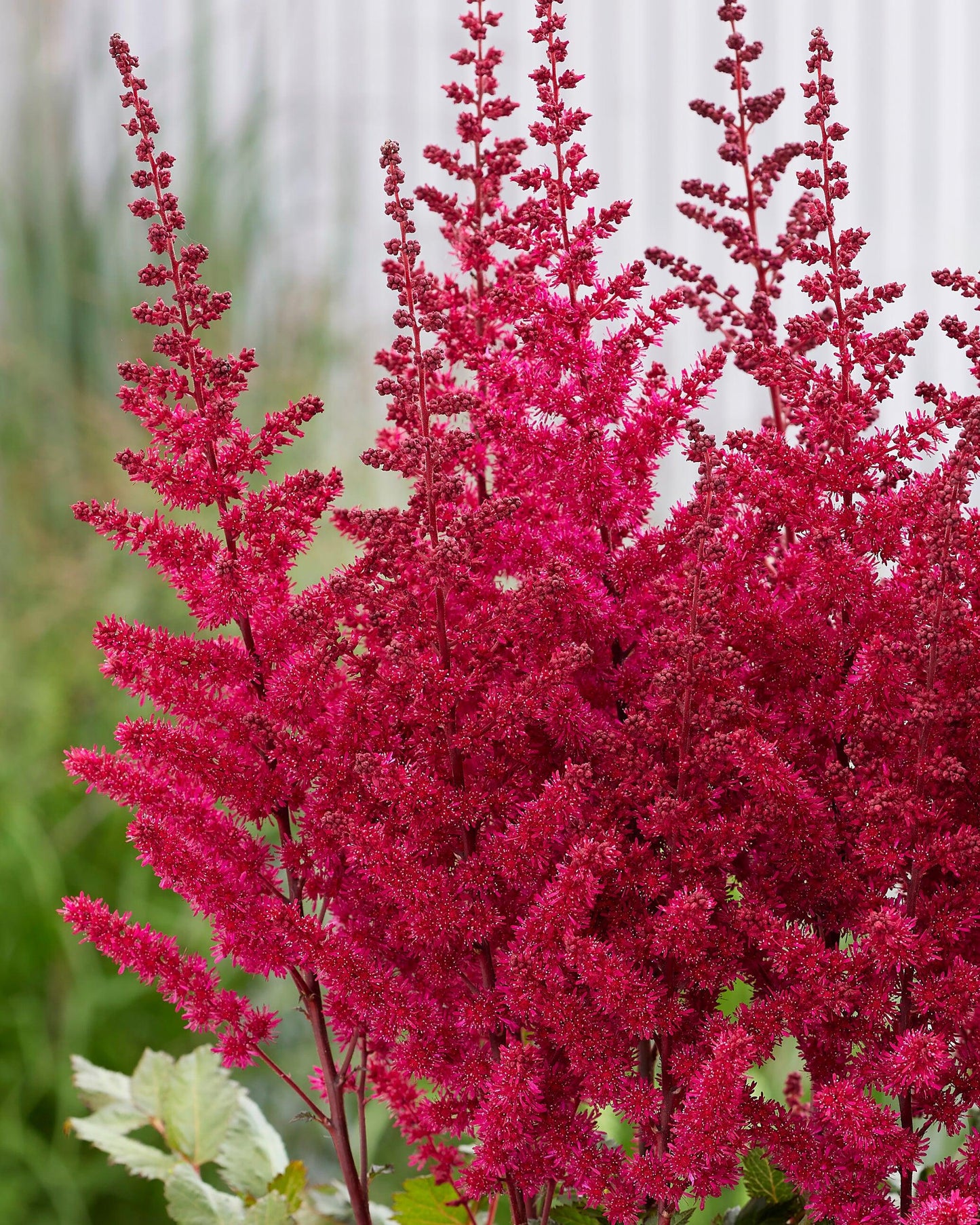 G2307 Astilbe Chinensis 'visions' - View 35 from www redcrocus com