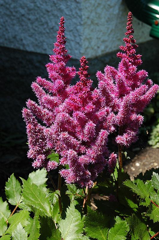 G2307 Astilbe Chinensis 'visions' - View 36 from www redcrocus com