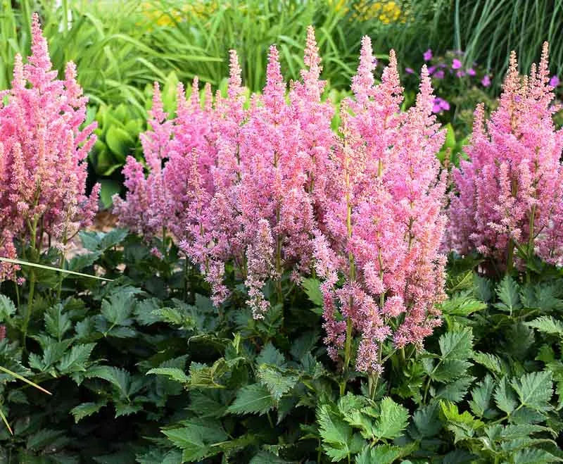 G2307 Astilbe Chinensis 'visions' - View 39 from www redcrocus com