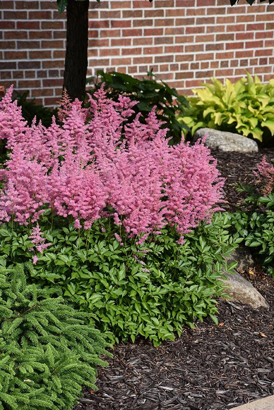 G2307 Astilbe Chinensis 'visions' - View 3 from www redcrocus com