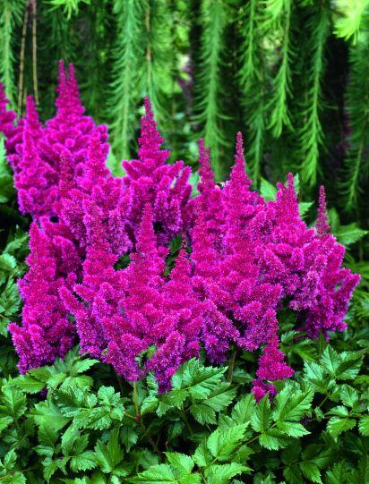 G2307 Astilbe Chinensis 'visions' - View 40 from www redcrocus com