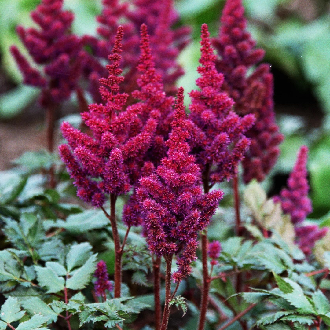 G2307 Astilbe Chinensis 'visions' - View 8 from www redcrocus com