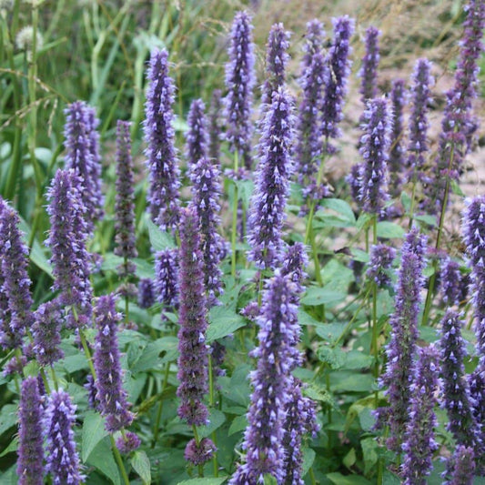 G2387 Agastache X Blue Fortune - View 10 from www redcrocus com
