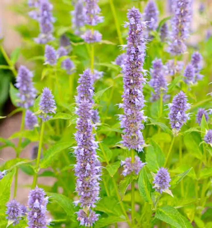 G2387 Agastache X Blue Fortune 11 79bf5480 21e6 4f9f 9af9 Dd039488383c from www redcrocus com