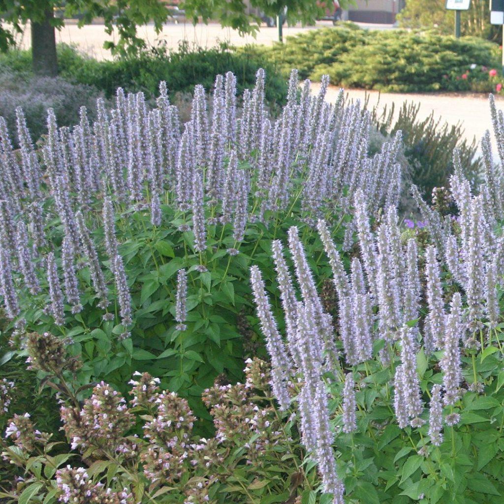 G2387 Agastache X Blue Fortune 14 1add1cd1 7b95 44ac B7ee 81bc4f5e72fc from www redcrocus com