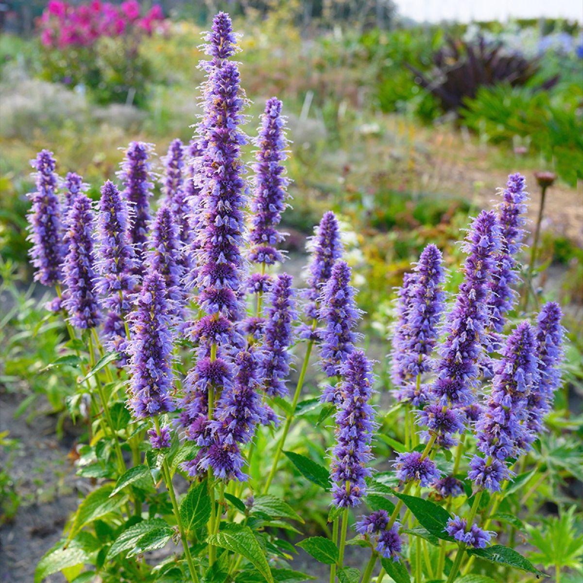 G2387 Agastache X Blue Fortune 6 6890ad2a 3265 4c01 Ba38 Ec8b339e2828 from www redcrocus com