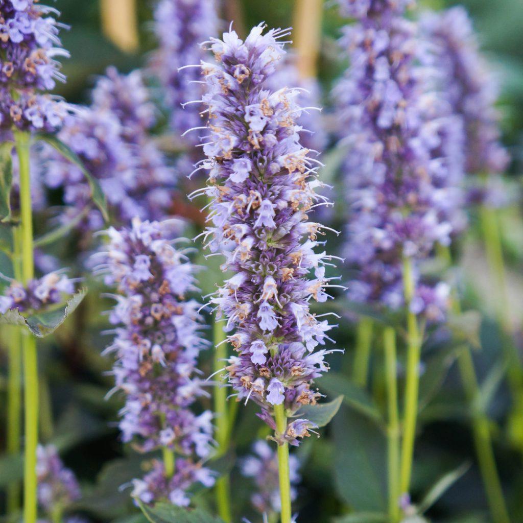 G2387 Agastache X Blue Fortune 7 76078ef4 A7f4 4023 B6c1 1083c79a1154 from www redcrocus com