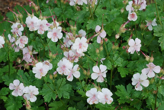 G2436 Geranium X Cantabrigiense Biokovo 1 0372e505 3ea9 4d31 882a 9f636cdb0cc0 from www redcrocus com