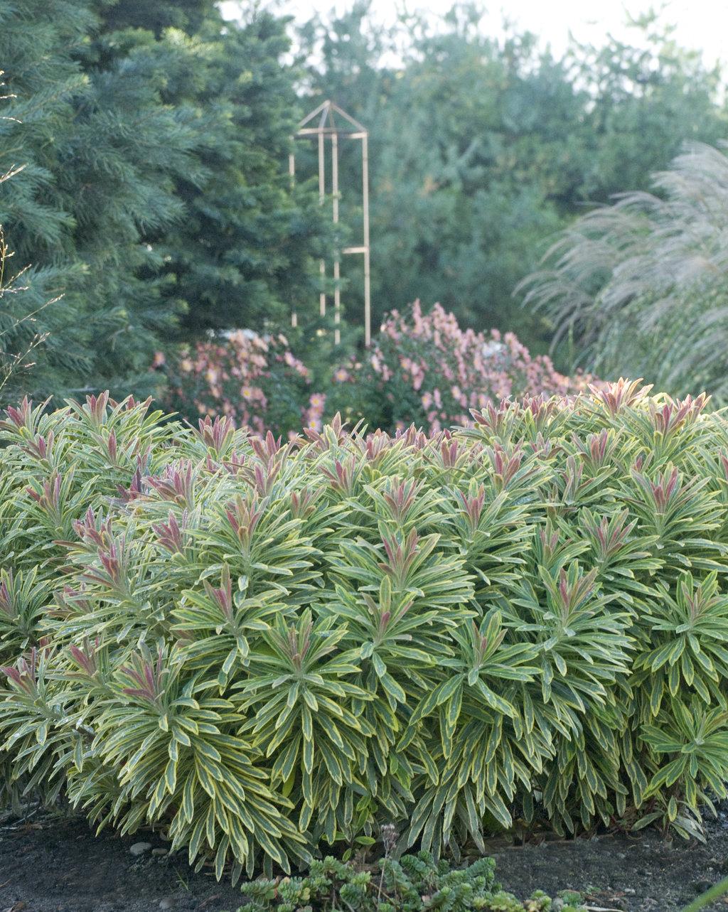 G2446 Euphorbia X Martinii 27ascot Rainbow 27 18 24ec2c37 25d4 4e48 9b45 Bc65e716e916 from www redcrocus com