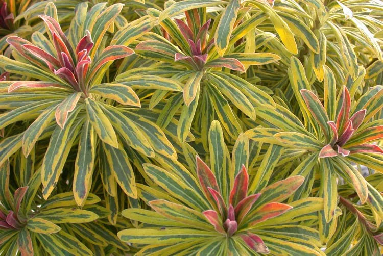 G2446 Euphorbia X Martinii 27ascot Rainbow 27 19 96bafad5 A778 4b6e B0a4 4df13c22e1af from www redcrocus com