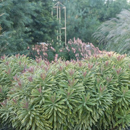G2446 Euphorbia X Martinii 27ascot Rainbow 27 20 6baaba88 8a37 4936 8128 7cb6e3d5dfc5 from www redcrocus com