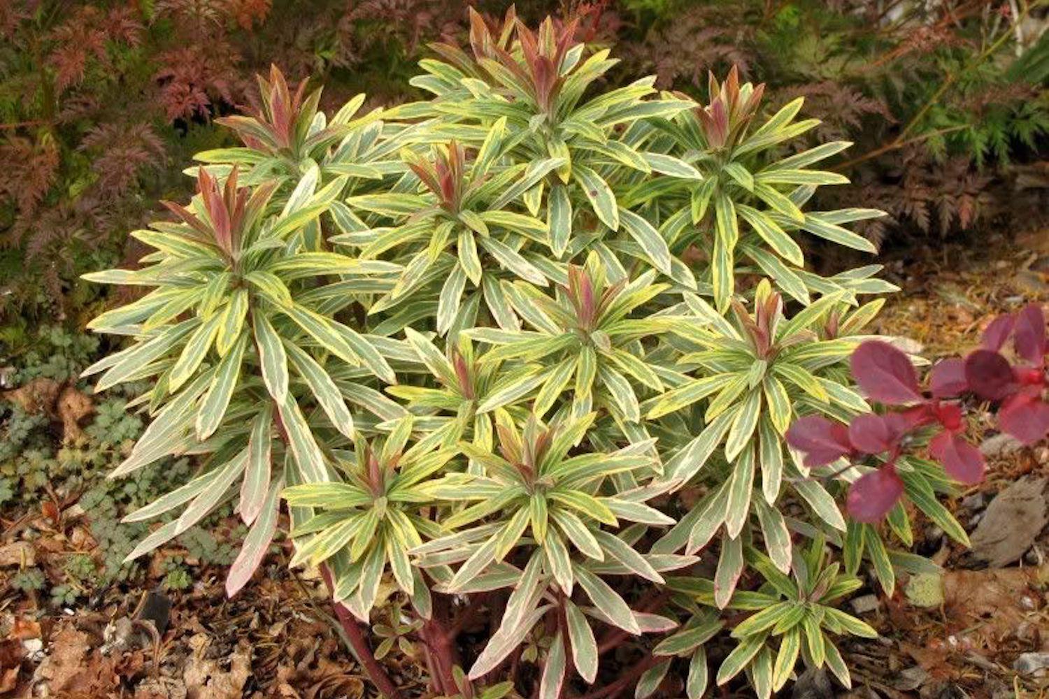 G2446 Euphorbia X Martinii 27ascot Rainbow 27 21 6c3452ee 7090 4b47 Bf63 8936d5a0030f from www redcrocus com