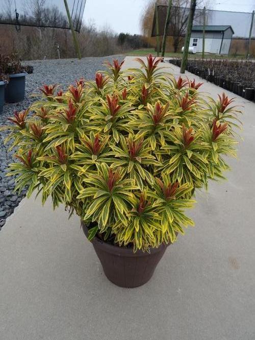 G2446 Euphorbia X Martinii 27ascot Rainbow 27 22 55c30ae2 675c 4f16 816c 863a695d890b from www redcrocus com