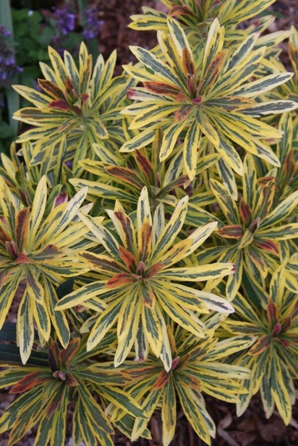 G2446 Euphorbia X Martinii 27ascot Rainbow 27 23 4f956c81 E283 4111 Af9c 1f84fe266de9 from www redcrocus com
