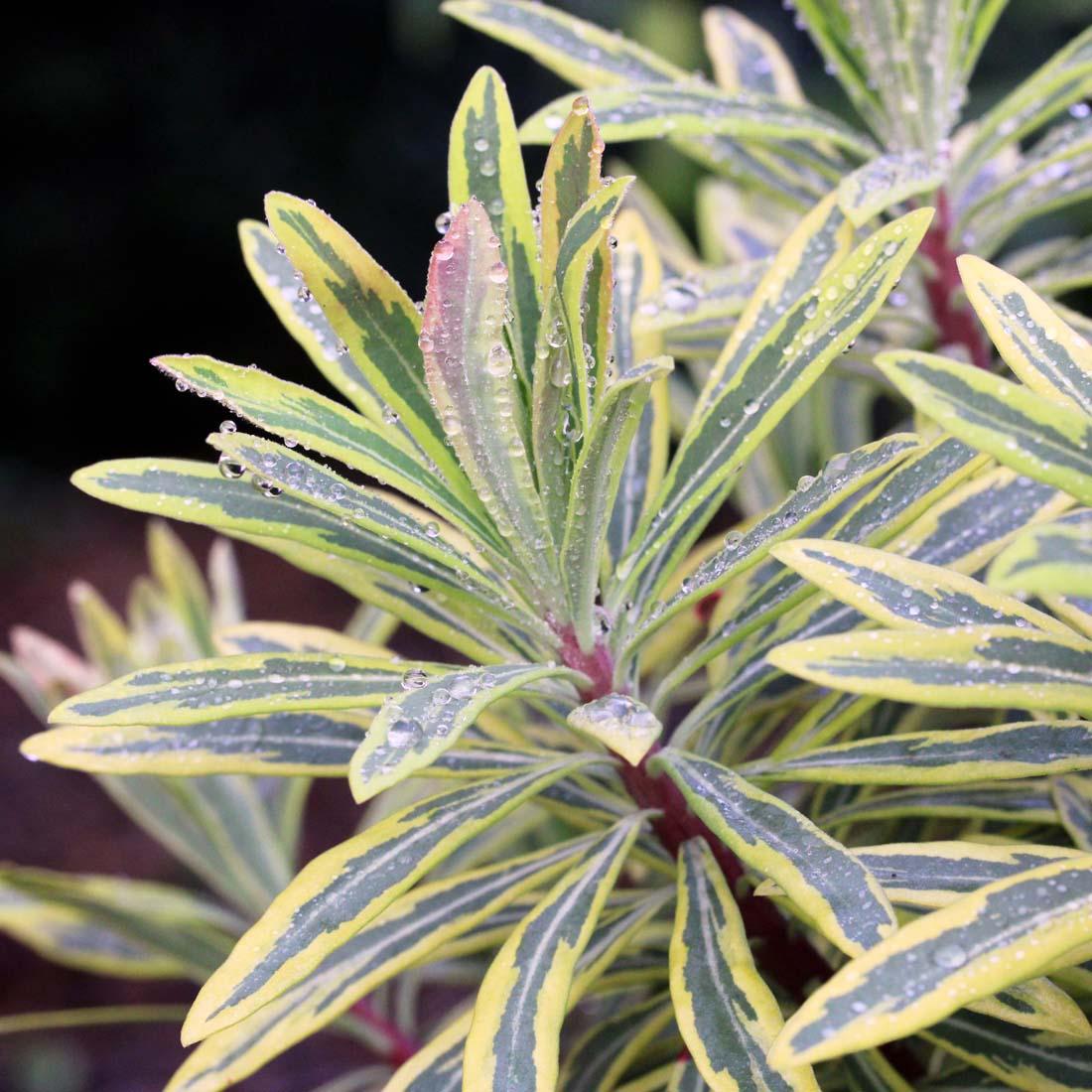 G2446 Euphorbia X Martinii 27ascot Rainbow 27 27 B853a5b3 566d 46de A864 1d278c9b40c3 from www redcrocus com